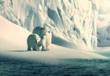 Os Melhores Documentários Ambientais da Netflix Documentários Ambientais da Netflix