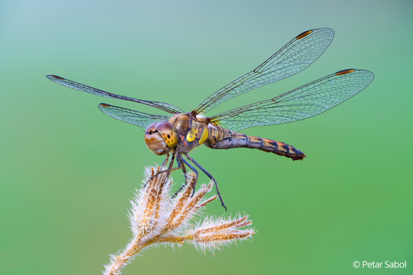 Sony FE 100mm F2.8 Macro GM OSS