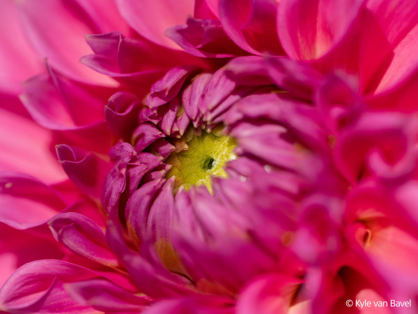 Sony FE 100mm F2.8 Macro GM OSS