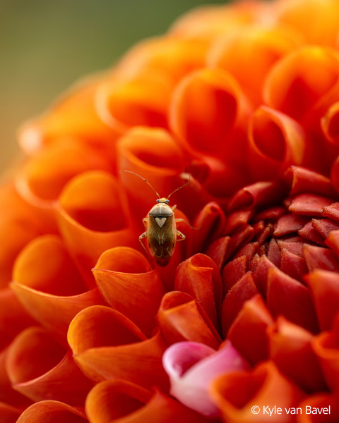 Sony FE 100mm F2.8 Macro GM OSS