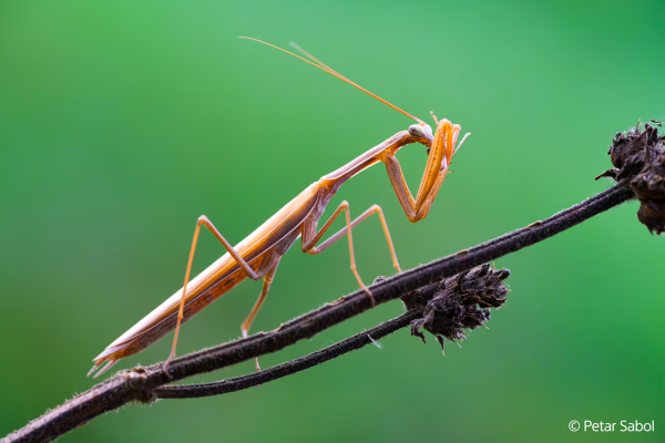 Sony FE 100mm F2.8 Macro GM OSS